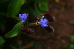 Cyanotis tuberosa