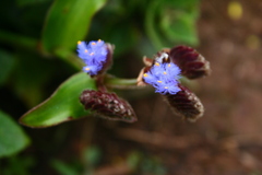 Cyanotis tuberosa