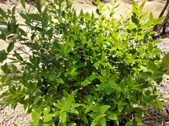 Denhamia bilocularis