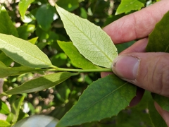 Denhamia bilocularis