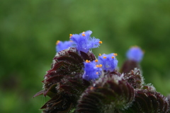 Cyanotis tuberosa