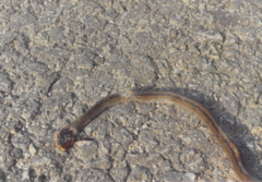 Coelognathus radiatus