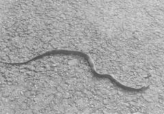 Coelognathus radiatus
