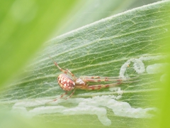 Tetragnathidae