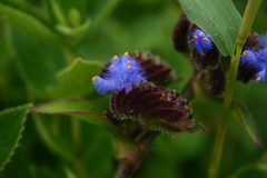 Cyanotis tuberosa