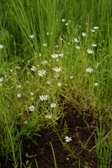 Stellaria persica