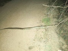 Python natalensis