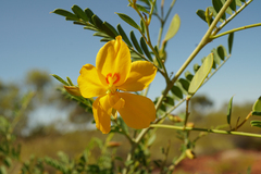 Petalostylis labicheoides