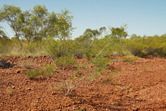 Petalostylis labicheoides