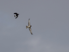 Hieraaetus morphnoides