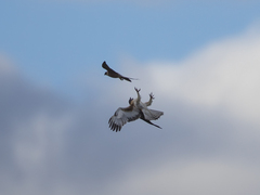 Hieraaetus morphnoides