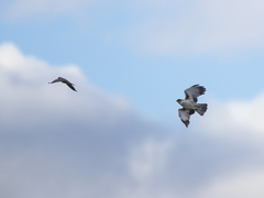 Hieraaetus morphnoides