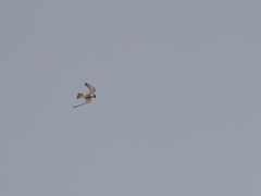 Falco longipennis