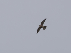 Falco longipennis