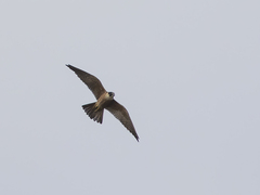 Falco longipennis