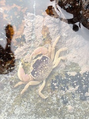 Cyclograpsus punctatus