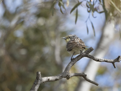 Plectorhyncha lanceolata