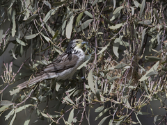Plectorhyncha lanceolata