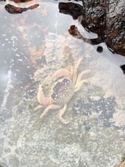 Cyclograpsus punctatus