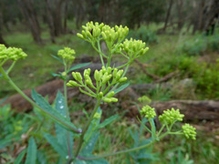 Senecio odoratus