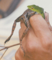 Ahaetulla mycterizans