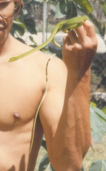 Ahaetulla mycterizans