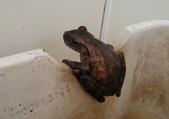 Osteocephalus taurinus