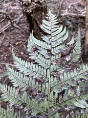 Dryopteris sandwicensis