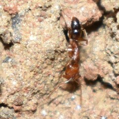 Anochetus