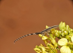 Agapanthia suturalis