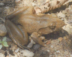 Limnonectes blythii