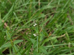 Scutellaria barbata