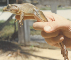 Limnonectes blythii
