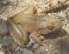 Limnonectes blythii