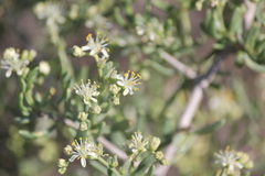 Nitraria billardierei