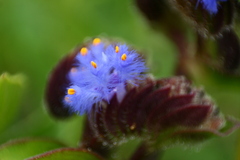 Cyanotis tuberosa