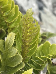 Asplenium obtusatum
