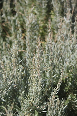 Atriplex paludosa