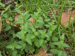 Scutellaria barbata