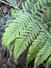Dryopteris sandwicensis