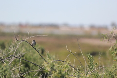 Sericornis maculatus