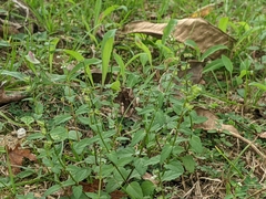 Scutellaria barbata
