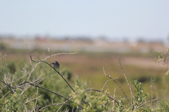 Sericornis maculatus