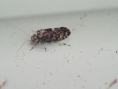 Nimbopsocus australis