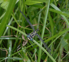 Austroepigomphus praeruptus