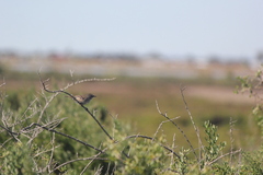 Sericornis maculatus