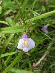 Mazus fauriei