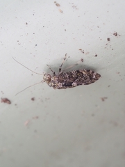 Nimbopsocus australis