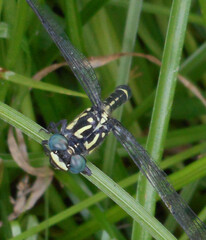 Austroepigomphus praeruptus