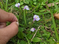 Mazus fauriei